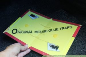 Glue rodent trap by Payless Glass