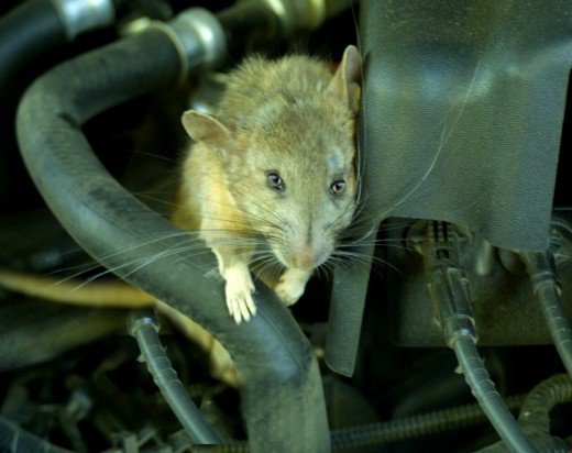 Rodents free Vehicle tips by PayLess Glass